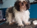 Dog before training and grooming
