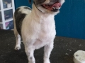 Dog after training and grooming