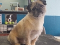 Dog after training and grooming