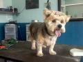 Dog after training and grooming