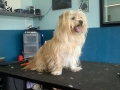 Dog before training and grooming