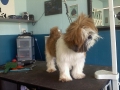 Dog before training and grooming