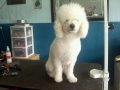 Dog before training and grooming