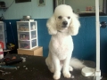 Dog after training and grooming