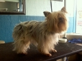 Dog before training and grooming
