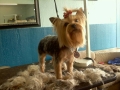 Dog after training and grooming