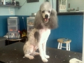 Dog after training and grooming