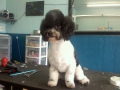 Dog before training and grooming