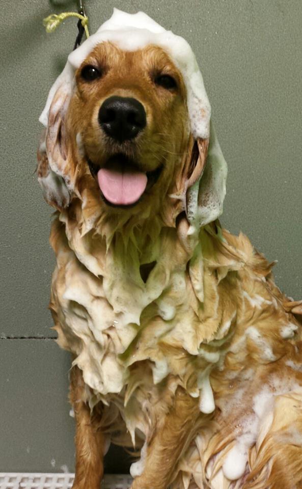 Life with trained and well groomed dog