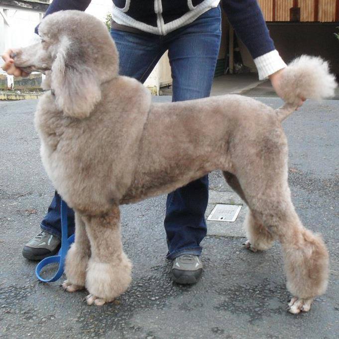 Life with trained and well groomed dog