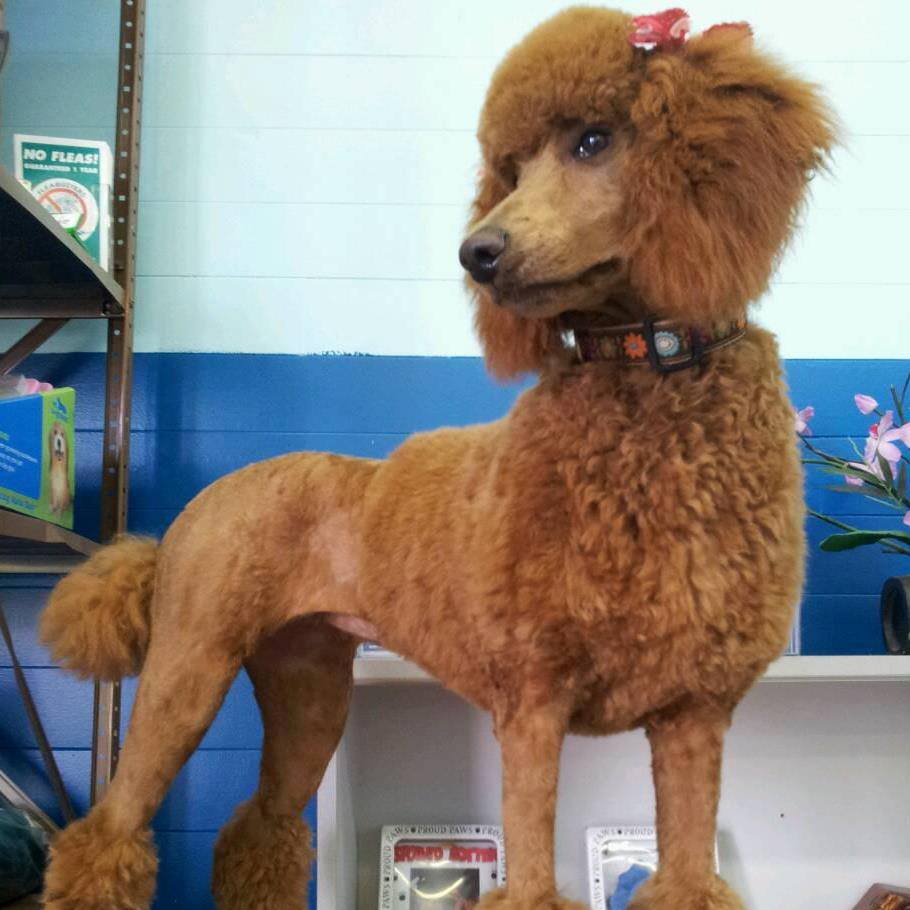 Life with trained and well groomed dog