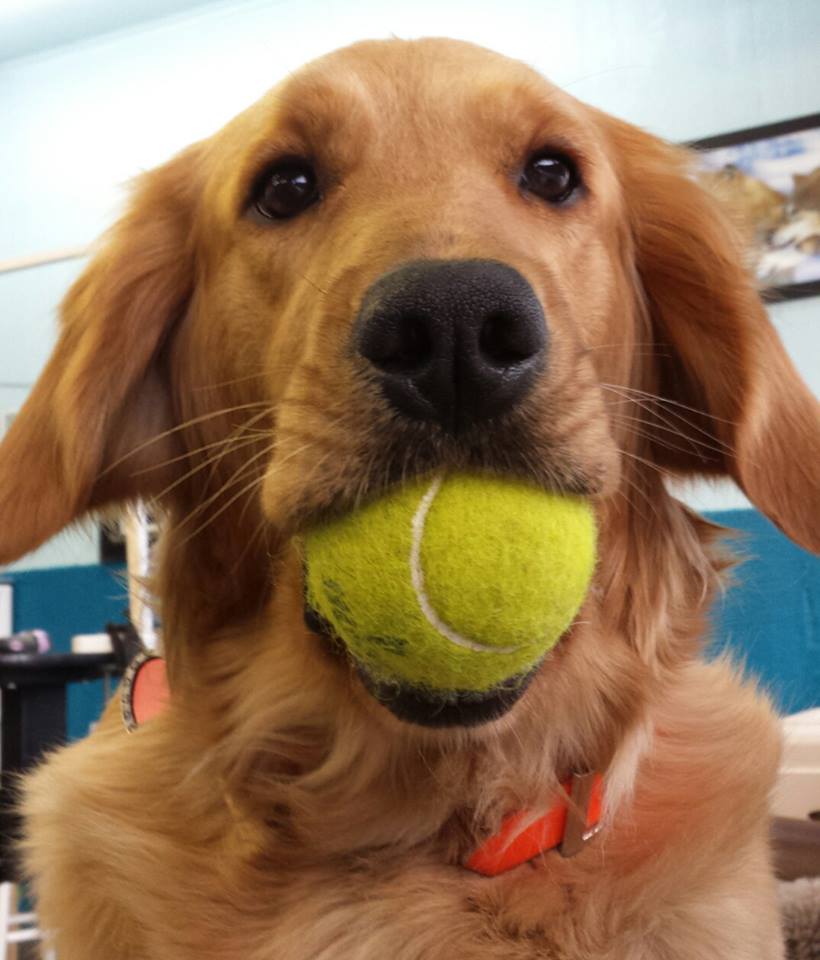Life with trained and well groomed dog