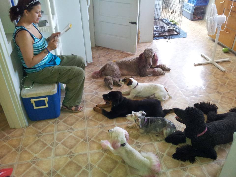 Life with trained and well groomed dog