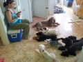 Life with trained and well groomed dog