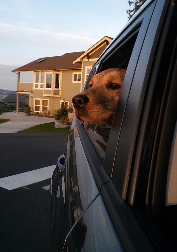 Trained dog in the car