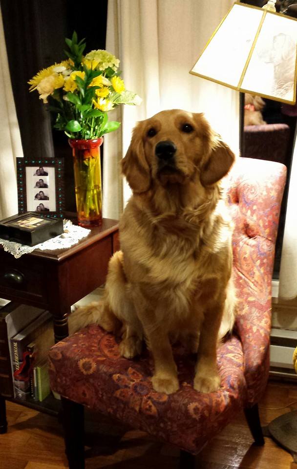 Well groomed dog