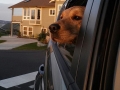 Trained dog in the car